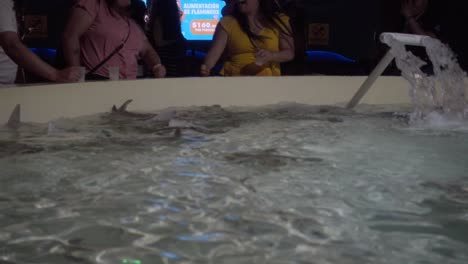 Tourists-in-front-of-an-open-fish-tank-with-stingrays-put-their-hands-in-the-water