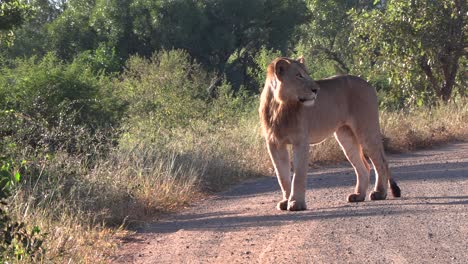 A-young-male-lion-stands-on-a-dirt-road-and-scans-the-area