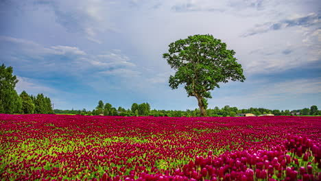 Timelapse-red,-violet-tulip-field,-flowers-blowing-in-the-wind,-scenic-panorama