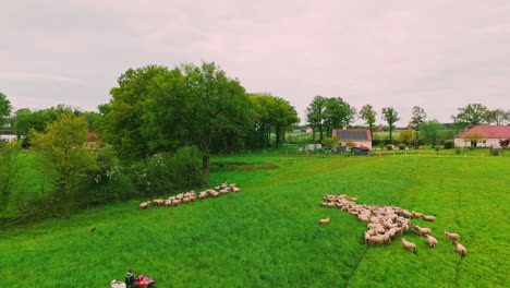 Aerial-drone-shot-of-an-herd-of-sheep-in-a-farm