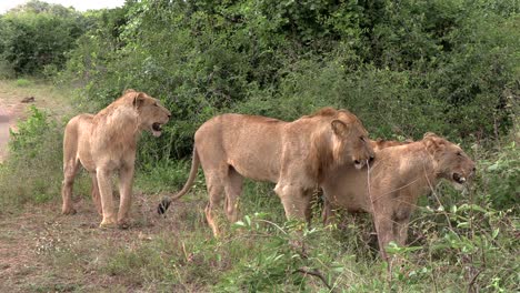 Cuatro-Leones-Jóvenes-Juntos-En-El-Monte-Junto-A-Una-Carretera-En-El-Parque-Nacional-Kruger