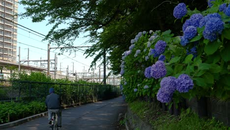 Ruhige-Alltagslandschaft-In-Japan-Mit-Einem-Alten-Mann-Auf-Dem-Fahrrad,-Der-Durch-Den-Rahmen-Fährt