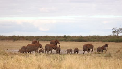 Elefantenherde-Rennt-Aufgeregt-Um-Ein-Wasserloch-In-Einer-Offenen-Aue-Im-Krüger-Nationalpark,-Südafrika