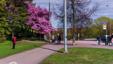 Lapso-De-Tiempo-De-Floración-De-Cerezos-Y-Gente-En-Los-Parques-De-Toolo,-Primavera-En-Helsinki