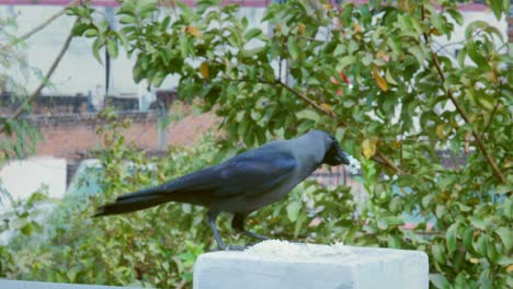 Crow-eating-rice