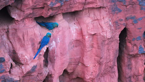 Indigo-Macaw-pair-on-breeding-cliff-Orig.8K