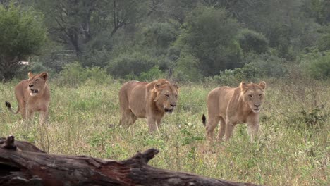 Los-Leones-Caminan-Entre-La-Maleza-En-El-Monte-De-Una-Reserva-De-Caza.