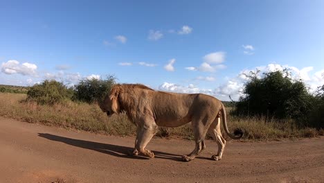 Young-male-lion-passing-on-a-dirt-road-in-front-of-the-camera