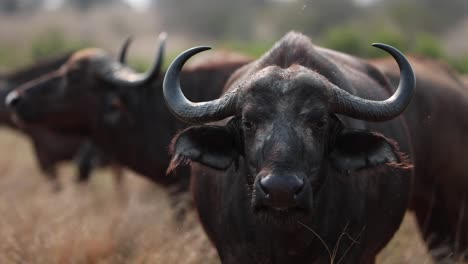 Close-up-of-African-Buffalo-staring-into-camera-intensely,-flicking-ears-with-herd-scattered-behind-it-in-soft,-warm-light-in-Kruger-National-Park,-South-Africa