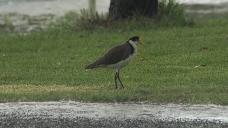 Plover-In-Heavy-Rain-Storm-Australia-Victoria-Gippsland-Maffra-Daytime