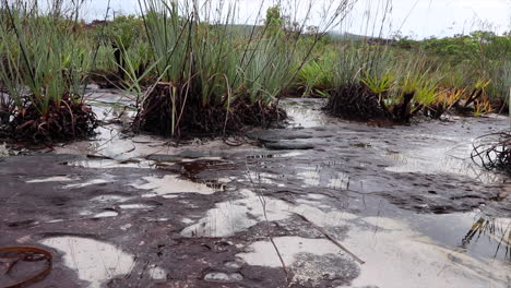 Tropical-stream-pan-grassland-on-sand,-sandstone,-overcast