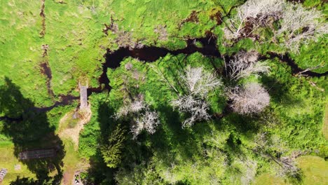 Scenic-aerial-bird's-eye-view-of-creek-in-wetlands-landscape-in-Snohomish-Washington-State