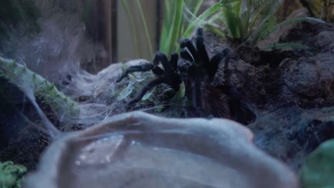 Closeup-of-Tarantula-Xenesthis-Immanis-in-aquarium-display-case-in-Puebla,-Mexico