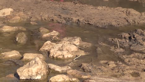 Trail-runner-crossing-a-stream-during-a-race