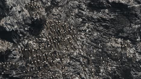 Gannets-nesting-on-rocky-cliff-side-in-Norway,-view-from-above