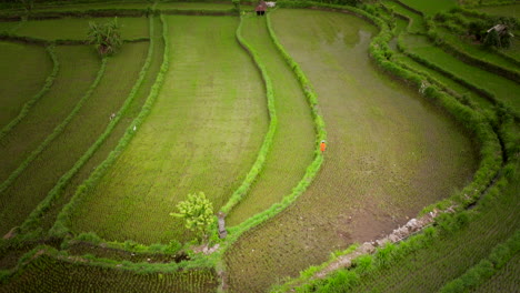 Agricultor-Caminando-A-Través-De-Arrozales-En-Terrazas-En-Sidemen,-Bali,-Indonesia