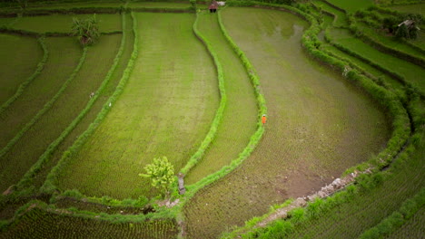 Farmer-Walking-Through-Terraced-Rice-Paddies-In-Sidemen,-Bali,-Indonesia