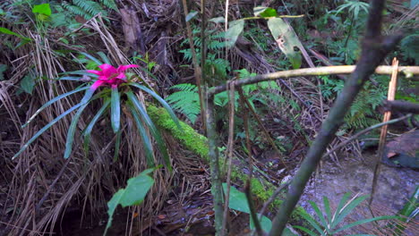 Cloud-forest-red-bromeliad-flower-with-lush-rainforest-and-stream