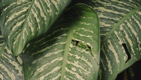 Hojas-Verdes-Con-Marcas-De-Diferentes-Colores-En-La-Selva,-Cerrar