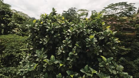 Vibrante-árbol-De-La-Selva-En-La-Isla-De-Bali,-Vista-Aérea-De-La-órbita