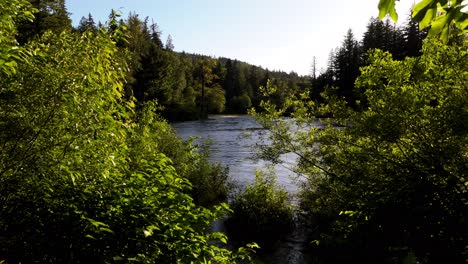 Gorgeous-shot-through-lush-green-bushes-revealing-Snoqualmie-river-and-Evergreen-forest-in-Washington-state