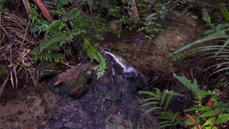 running-clear-stream-close-up-in-cloud-forest