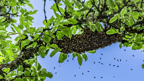 Bienen-Teilen-Den-Bienenstock-Mit-Der-Königin-Auf-Einen-Nahegelegenen-Ast---Zeitraffer