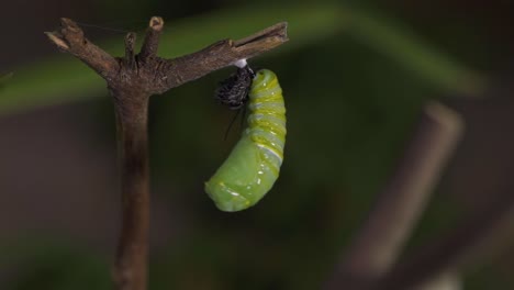 Closeup-of-a-caterpillar-during-the-process-of-forming-its-cocoon