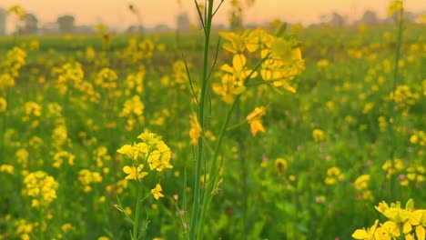 Mustard-Flower-|-Mustard-flowers-are-blooming-in-the-vast-farm