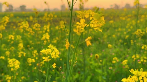 Senfblüte-|-Senfblüten-Blühen-Auf-Dem-Riesigen-Bauernhof