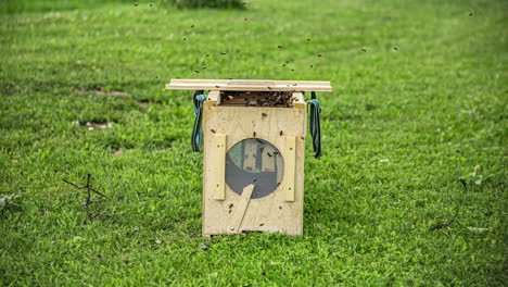 Bees-in-a-busy-hive-collecting-pollen-in-a-new-beehive-with-a-mesh-vent