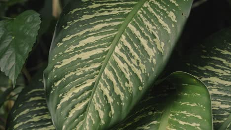 Green-leaf-in-jungle-of-Bali-island,-close-up-view