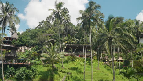 Palm-Trees-And-Resort-Accommodations-At-Alas-Harum-Bali,-Ubud-Indonesia