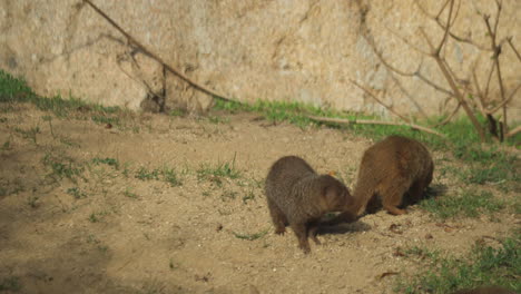 Two-dwarf-mongooses-Helogale-parvula-searching-for-insects-to-eat-in-San-Diego-Zoo,-California,-United-States