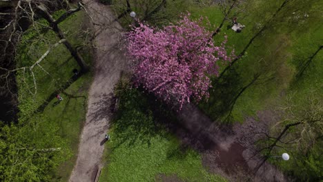 Aerial-top-down-view-of-Oog-in-Al-park-in-Utrecht,-The-Netherlands