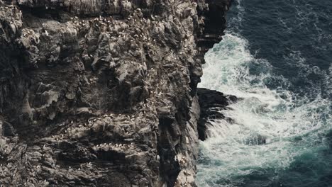 Gannet-bird-colony-on-rocky-cliff-near-powerful-ocean-in-Norway