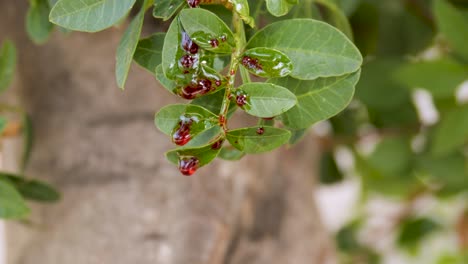 Close-up-of-blood-dripping-from-the-leaves-of-a-tree