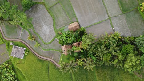 Farmer-Working-On-Rice-Fields-Surrounding-his-Hut-Dwelling,-Aerial