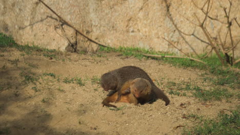 Mating-movements-of-two-dwarf-mongooses