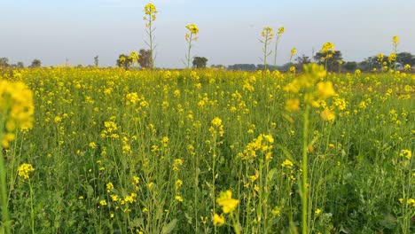 Senfblüte-|-Senfblüten-Blühen-Auf-Dem-Riesigen-Bauernhof