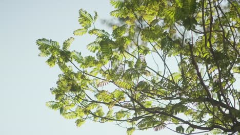 Hojas-De-Acacia-Desde-Abajo