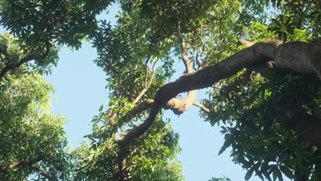 Mango-tree-branches-and-leaves-swaying-in-the-wind-from-below-blue-sky-background