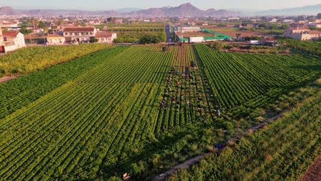 Farmers-or-farm-workers-picking-up-lettuces-in-agricultural-plantation-in-Spain