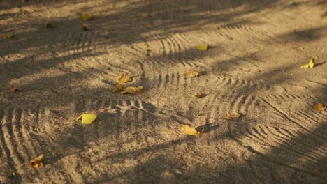 Fallen-leaves-on-raked-sand-in-dappled-light