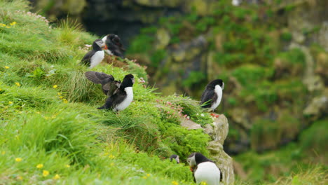 Group-of-Puffin-Birds-Perched-at-Cliff-Side-in-Green-Lush-Landscape