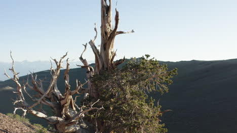 A-close-up-arc-shot-of-an-ancient-tree-on-a-hilltop,-half-covered-in-greenery,-with-stunning-green-hills,-mountains,-and-a-clear-blue-sky-in-the-background