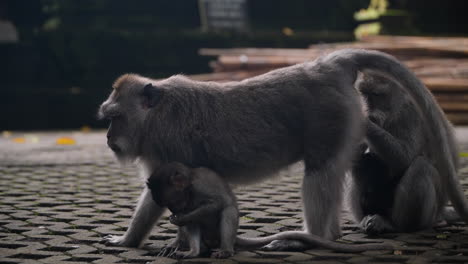 Family-Of-Balinese-Long-tailed-Macaques-In-Ubud-Monkey-Forest-Sanctuary,-Bali-Indonesia