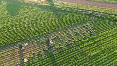 Agricultores-O-Trabajadores-Agrícolas-Recogiendo-Lechugas-En-Plantaciones-Agrícolas-En-España