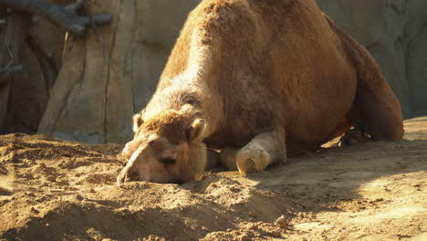 Ein-Kamel,-Das-Im-Zoo-Ruht.-Nahaufnahme