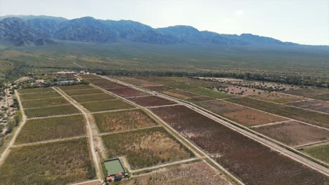 Aerial-Grape-Vineyards-In-Cafayate,-Salta,-Argentina-Calchaqui-Valleys